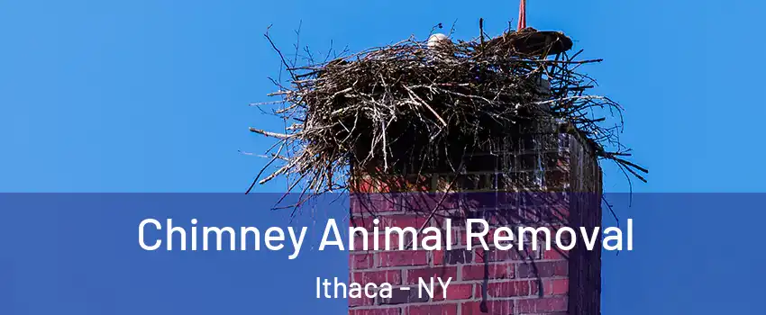 Chimney Animal Removal Ithaca - NY