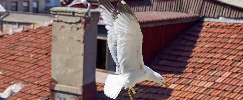 Residential Chimney Animal Removal Solution in Ithaca, NY