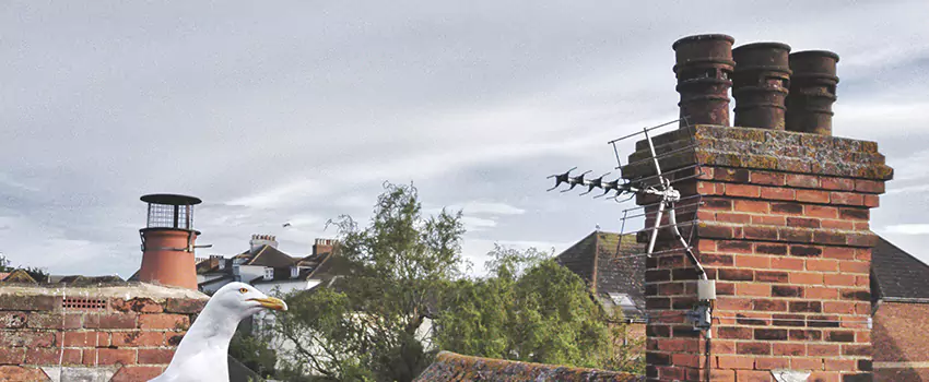 Chimney Cleaning And Restoration in Ithaca, New York